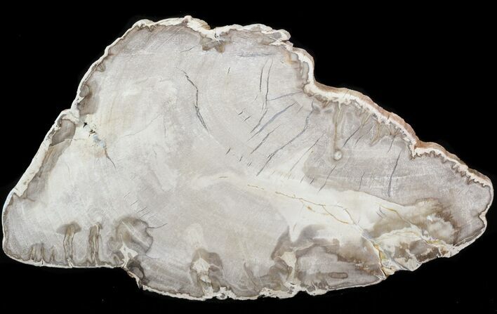 Araucaria Petrified Wood From Madagascar - #41602